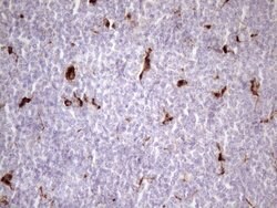 NR2C2 Monoclonal Antibody (OTI1E1), TrueMAB , OriGene 100 &mu;L; Unconjugated:Antibodies,