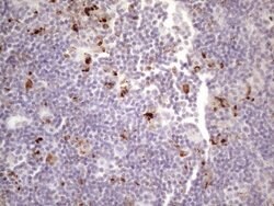NR2C2 Mouse anti-Human, Clone: OTI1B1, lyophilized, TrueMAB 100 &mu;g;