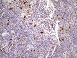 NR2C2 Monoclonal Antibody (OTI1B1), TrueMAB , OriGene 100 &mu;L; Unconjugated:Antibodies,