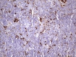 NR2C2 Mouse anti-Human, Clone: OTI1B1, lyophilized, TrueMAB 100 &mu;g;