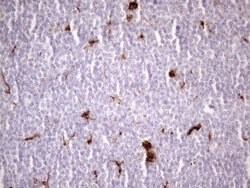 NR2C2 Mouse anti-Human, Clone: OTI1B1, lyophilized, TrueMAB 100 &mu;g;