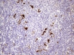 NR2C2 Mouse anti-Human, Clone: OTI1B1, lyophilized, TrueMAB 100 &mu;g;