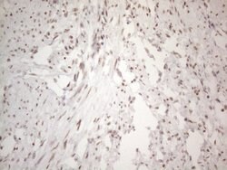 NR2C2 Monoclonal Antibody (OTI2H2), TrueMAB , OriGene 100 &mu;L; Unconjugated:Antibodies,