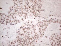 NR2C2 Monoclonal Antibody (OTI2H2), TrueMAB , OriGene 100 &mu;L; Unconjugated:Antibodies,