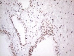 NR2C2 Monoclonal Antibody (OTI2H2), TrueMAB , OriGene 100 &mu;L; Unconjugated:Antibodies,