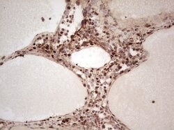 NR3C1 Mouse anti-Human, Clone: OTI2C4, lyophilized, TrueMAB 100 &mu;g;