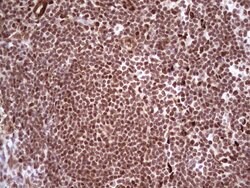 NR3C1 Monoclonal Antibody (OTI2C4), TrueMAB , OriGene:Antibodies:Primary