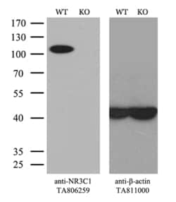 NR3C1 Monoclonal Antibody (OTI6B5), TrueMAB , OriGene 30 &mu;L | Buy Online | Origene Technologies | Fisher Scientific