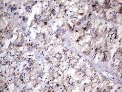 NR4A3 Monoclonal Antibody (OTI2B11), TrueMAB , OriGene 30 &mu;L; Unconjugated:Antibodies,