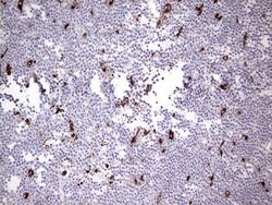 NR4A3 Monoclonal Antibody (OTI2B11), TrueMAB , OriGene 30 &mu;L; Unconjugated:Antibodies,