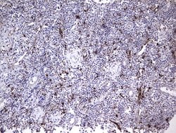 NR4A3 Monoclonal Antibody (OTI2B11), TrueMAB , OriGene:Antibodies:Primary