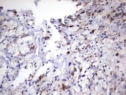 NR4A3 Mouse anti-Human, Clone: OTI2A6, TrueMAB , Origene 30 &mu;L; Unconjugated:Antibodies,