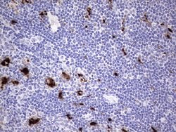 NR4A3 Mouse anti-Human, Clone: OTI2A6, TrueMAB , Origene 30 &mu;L; Unconjugated:Antibodies,