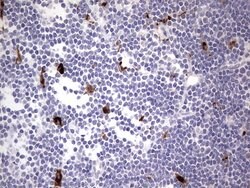 NR4A3 Mouse anti-Human, Clone: OTI2A6, lyophilized, TrueMAB 100 &mu;g | Buy Online | OriGene | Fisher Scientific