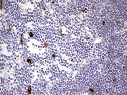 NR4A3 Mouse anti-Human, Clone: OTI2A6, TrueMAB , Origene 30 &mu;L; Unconjugated:Antibodies,