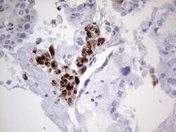 NR4A3 Mouse anti-Human, Clone: OTI2E1, liquid, TrueMAB 100 &mu;L; Unconjugated:Antibodies,
