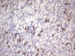 NR4A3 Mouse anti-Human, Clone: OTI2E1, lyophilized, TrueMAB 100 &mu;g;