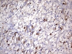 NR4A3 Mouse anti-Human, Clone: OTI2E1, liquid, TrueMAB 100 &mu;L; Unconjugated:Antibodies,