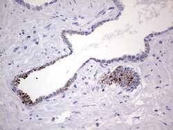 NR4A3 Mouse anti-Human, Clone: OTI2E1, lyophilized, TrueMAB 100 &mu;g;