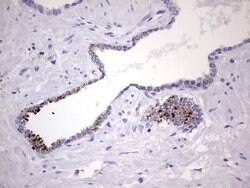 NR4A3 Mouse anti-Human, Clone: OTI2E1, liquid, TrueMAB 100 &mu;L; Unconjugated:Antibodies,