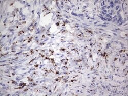 NR4A3 Mouse anti-Human, Clone: OTI2E1, lyophilized, TrueMAB 100 &mu;g;