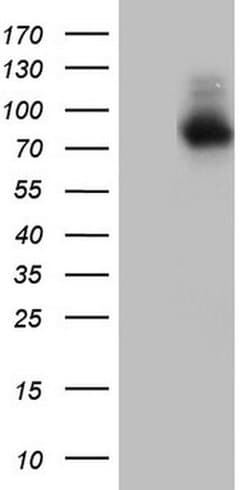 NR4A3 Monoclonal Antibody (OTI2B11), TrueMAB , OriGene:Antibodies:Primary