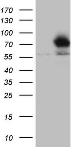 NR4A3 Mouse anti-Human, Clone: OTI2A6, lyophilized, TrueMAB 100 &mu;g | Buy Online | OriGene | Fisher Scientific