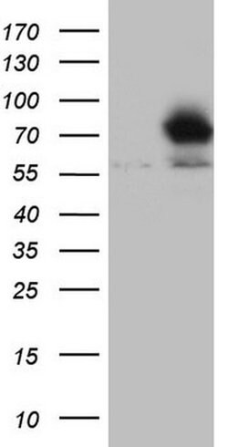 NR4A3 Mouse anti-Human, Clone: OTI2A6, TrueMAB , Origene 30 &mu;L; Unconjugated:Antibodies,