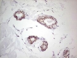 NR5A2 Mouse anti-Human, Clone: OTI3H8, lyophilized, TrueMAB 100 &mu;g;