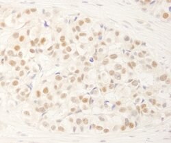 NRBF2 Rabbit anti-Human, Polyclonal, Bethyl Laboratories 10 &mu;L; Unconjugated:Antibodies,