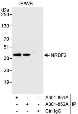 NRBF2 Rabbit anti-Human, Polyclonal, Bethyl Laboratories 10 &mu;L; Unconjugated:Antibodies,