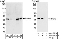 NRBF2 Rabbit anti-Human, Mouse, Polyclonal, Bethyl Laboratories 100 &mu;L;