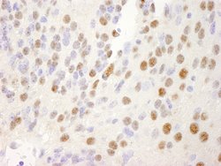 NRBF2 Polyclonal Antibody, Bethyl Laboratories 10 &mu;L | Buy Online | Bethyl Laboratories, Inc | Fisher Scientific