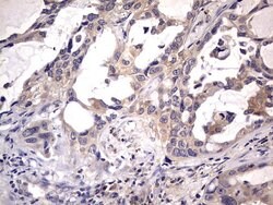 NRBF2 Mouse anti-Human, Clone: OTI1A4, lyophilized, TrueMAB 100 &mu;g;