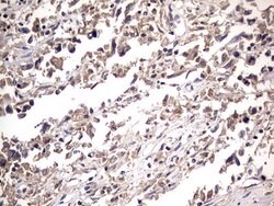 NRBF2 Mouse anti-Human, Clone: OTI1A4, lyophilized, TrueMAB 100 &mu;g;