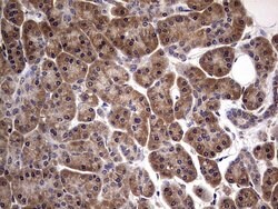 NRBF2 Mouse anti-Human, Clone: OTI1A4, lyophilized, TrueMAB 100 &mu;g;