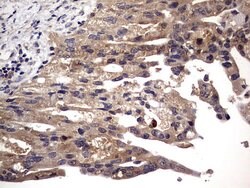 NRBF2 Mouse anti-Human, Clone: OTI1A4, lyophilized, TrueMAB 100 &mu;g;
