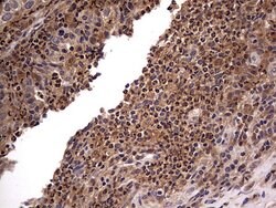 NRBF2 Mouse anti-Human, Clone: OTI1A4, lyophilized, TrueMAB 100 &mu;g;