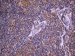 NRBF2 Mouse anti-Human, Clone: OTI1A4, lyophilized, TrueMAB 100 &mu;g;