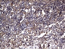 NRBF2 Mouse anti-Human, Clone: OTI1A4, lyophilized, TrueMAB 100 &mu;g;