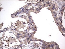NRBF2 Mouse anti-Human, Clone: OTI1A4, lyophilized, TrueMAB 100 &mu;g;