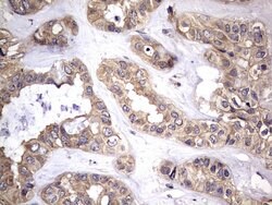 NRBF2 Mouse anti-Human, Clone: OTI1A4, lyophilized, TrueMAB 100 &mu;g;