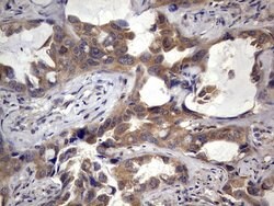 NRBF2 Mouse anti-Human, Clone: OTI1B2, lyophilized, TrueMAB 100 &mu;g;