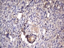 NRBF2 Mouse anti-Human, Clone: OTI1B2, lyophilized, TrueMAB 100 &mu;g;