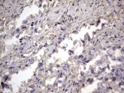 NRBF2 Mouse anti-Human, Clone: OTI1B2, lyophilized, TrueMAB 100 &mu;g;