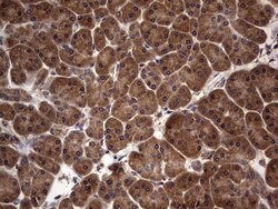 NRBF2 Mouse anti-Human, Clone: OTI1B2, lyophilized, TrueMAB 100 &mu;g;