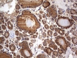 NRBF2 Mouse anti-Human, Clone: OTI1B2, lyophilized, TrueMAB 100 &mu;g;