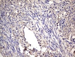 NRBF2 Mouse anti-Human, Clone: OTI1B2, lyophilized, TrueMAB 100 &mu;g;