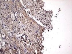 NRBF2 Mouse anti-Human, Clone: OTI1B2, lyophilized, TrueMAB 100 &mu;g;