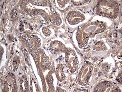NRBF2 Mouse anti-Human, Clone: OTI1B2, lyophilized, TrueMAB 100 &mu;g;